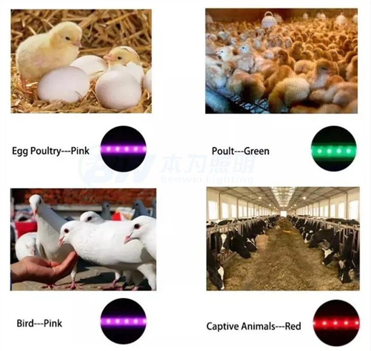 led lights for poultry