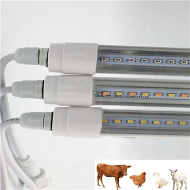 Goleuadau Isgoch Ar Gyfer Cywion