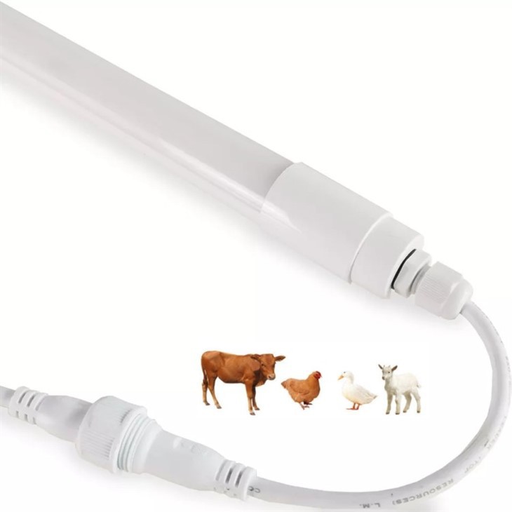 cow shed lighting