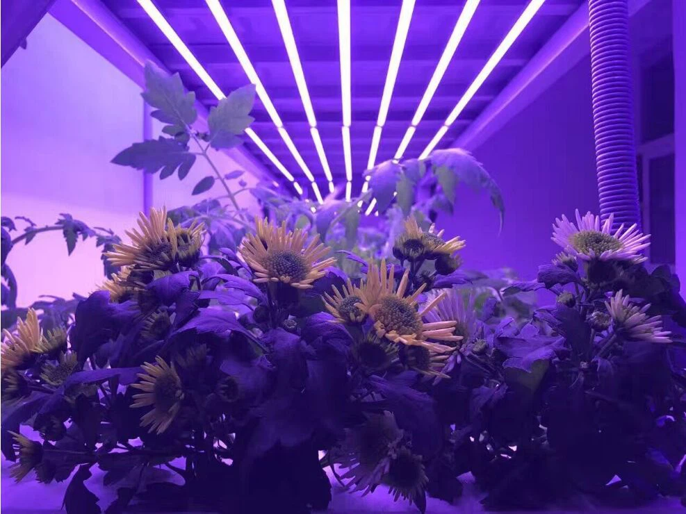 Grow T8L