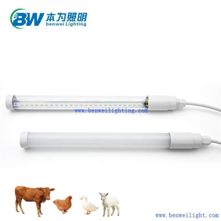 blue light for chickens